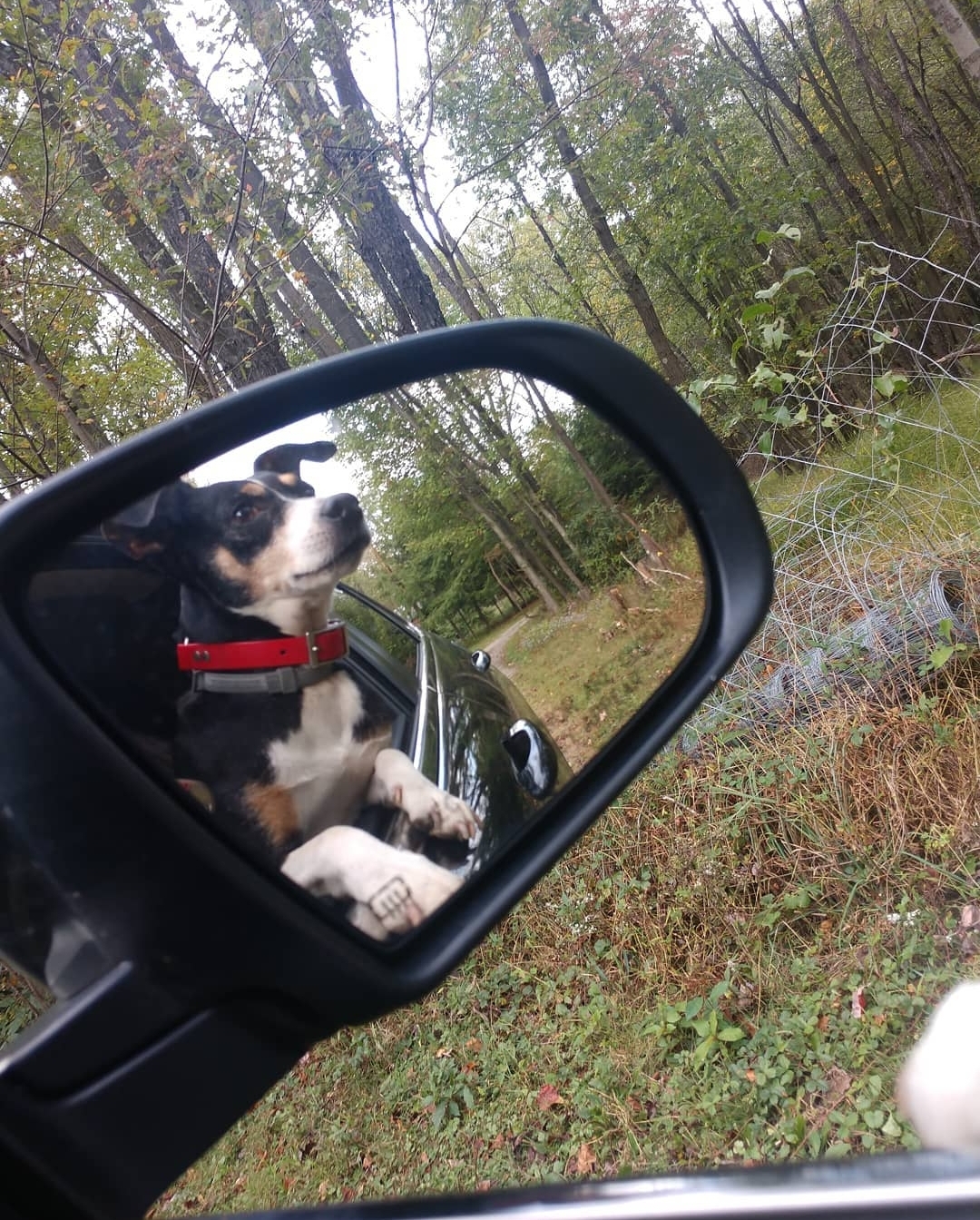 Oh, What Joy! Could the Wind make us Happy Too?
